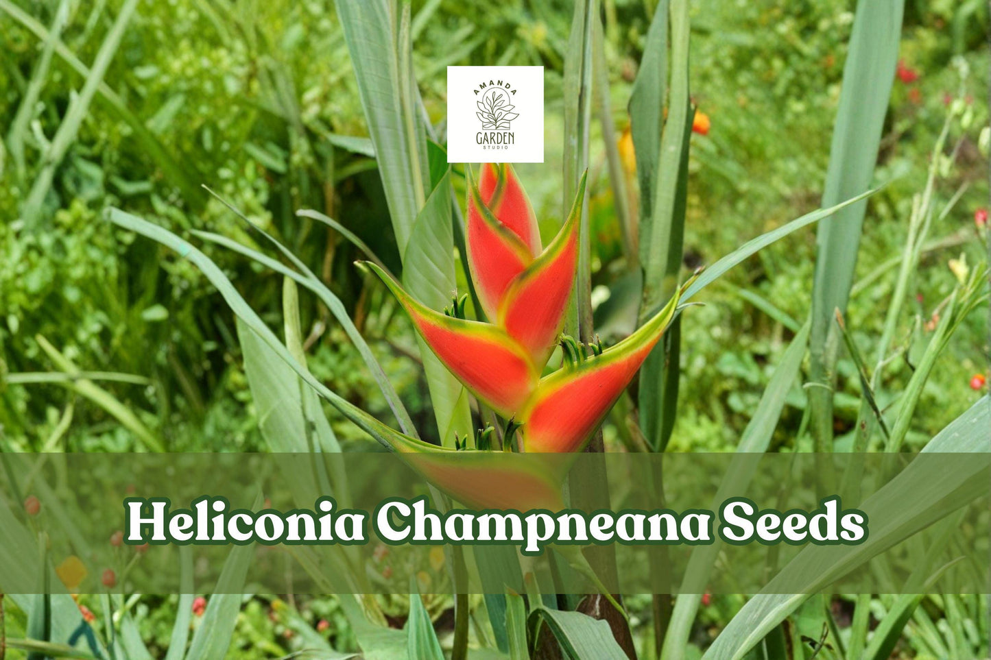 10 Heliconia champneana Seeds – Tropical Ornamental Plant with Banana-Like Foliage for Garden & Greenhouse