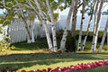 White Paper Birch Seedling - Betula papyrifera, Deciduous Tree for Outdoor Landscaping