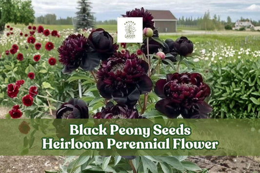 Black Peony Seeds – Heirloom Perennial Flower Seeds for Cottage Gardens, Borders & Cut Flowers, Paeonia spp.