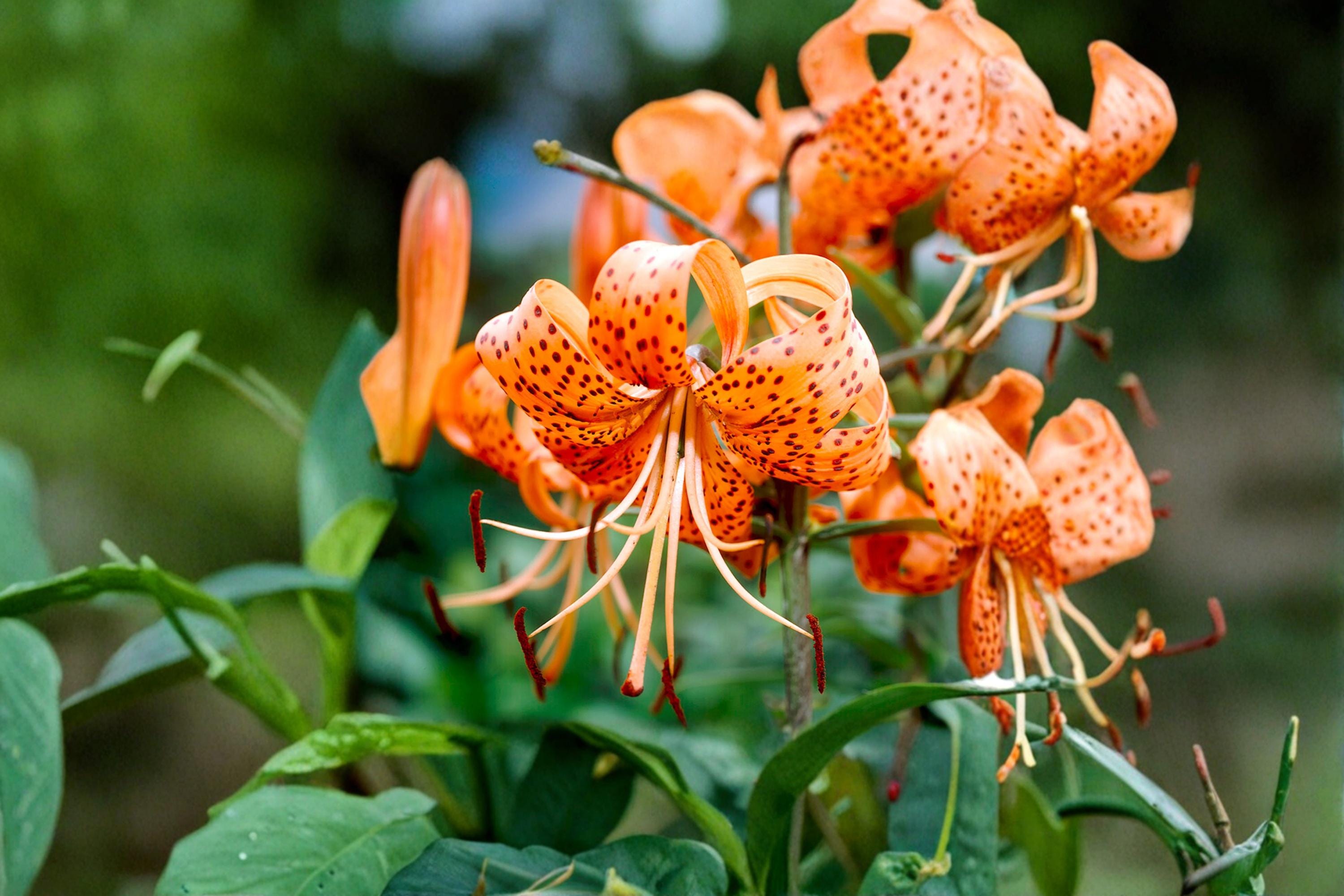 Tiger Lily Bulbs – Mixed Colors, Perennial Flowering Plant, Lilium lancifolium, Garden Border, Outdoor Flower Bulbs