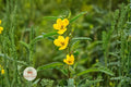 Partridge Pea Seeds – Native Yellow Wildflower for Pollinator Gardens, Prairie, Meadow, Chamaecrista fasciculata, 100 Seeds