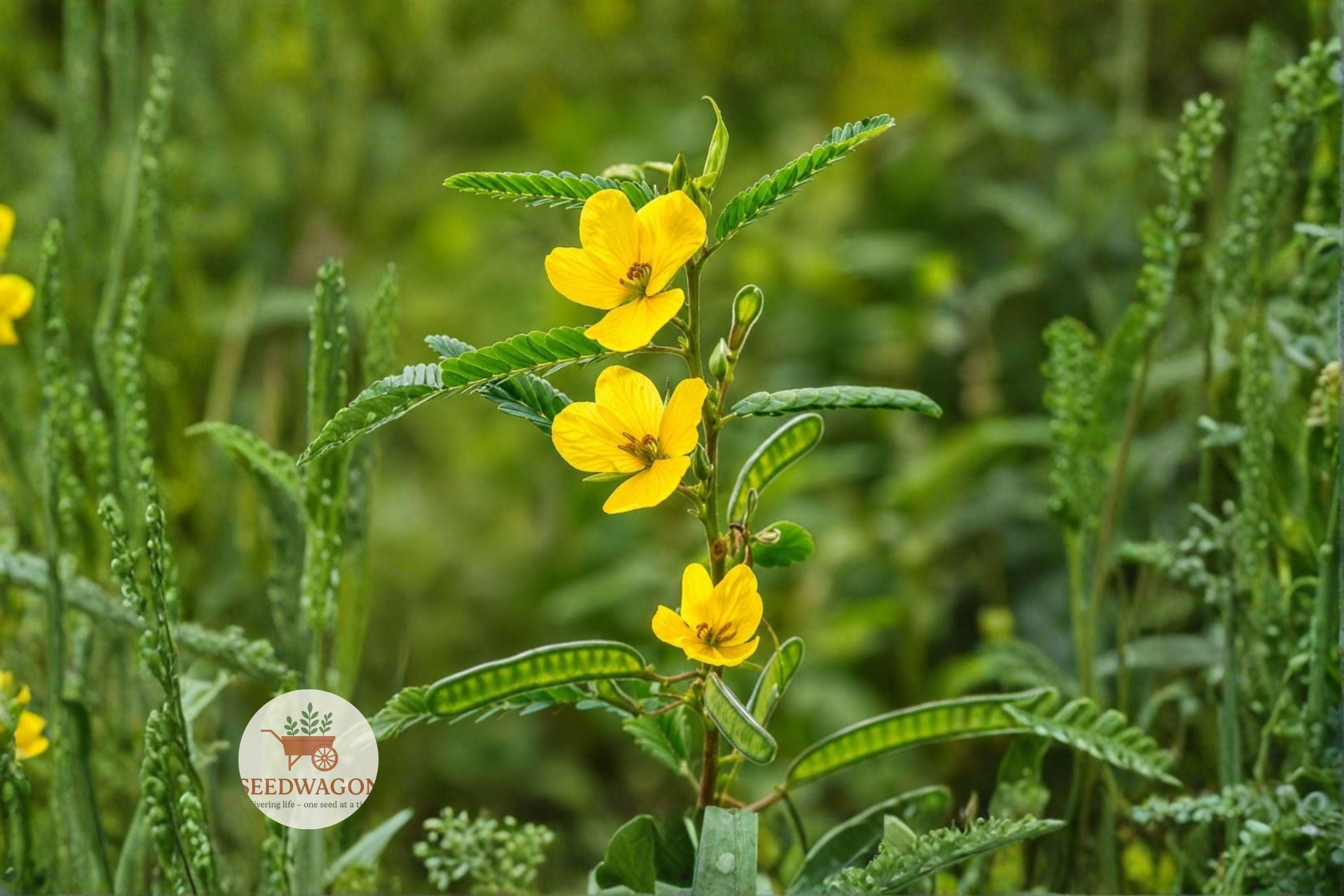 Partridge Pea Seeds – Native Yellow Wildflower for Pollinator Gardens, Prairie, Meadow, Chamaecrista fasciculata, 100 Seeds