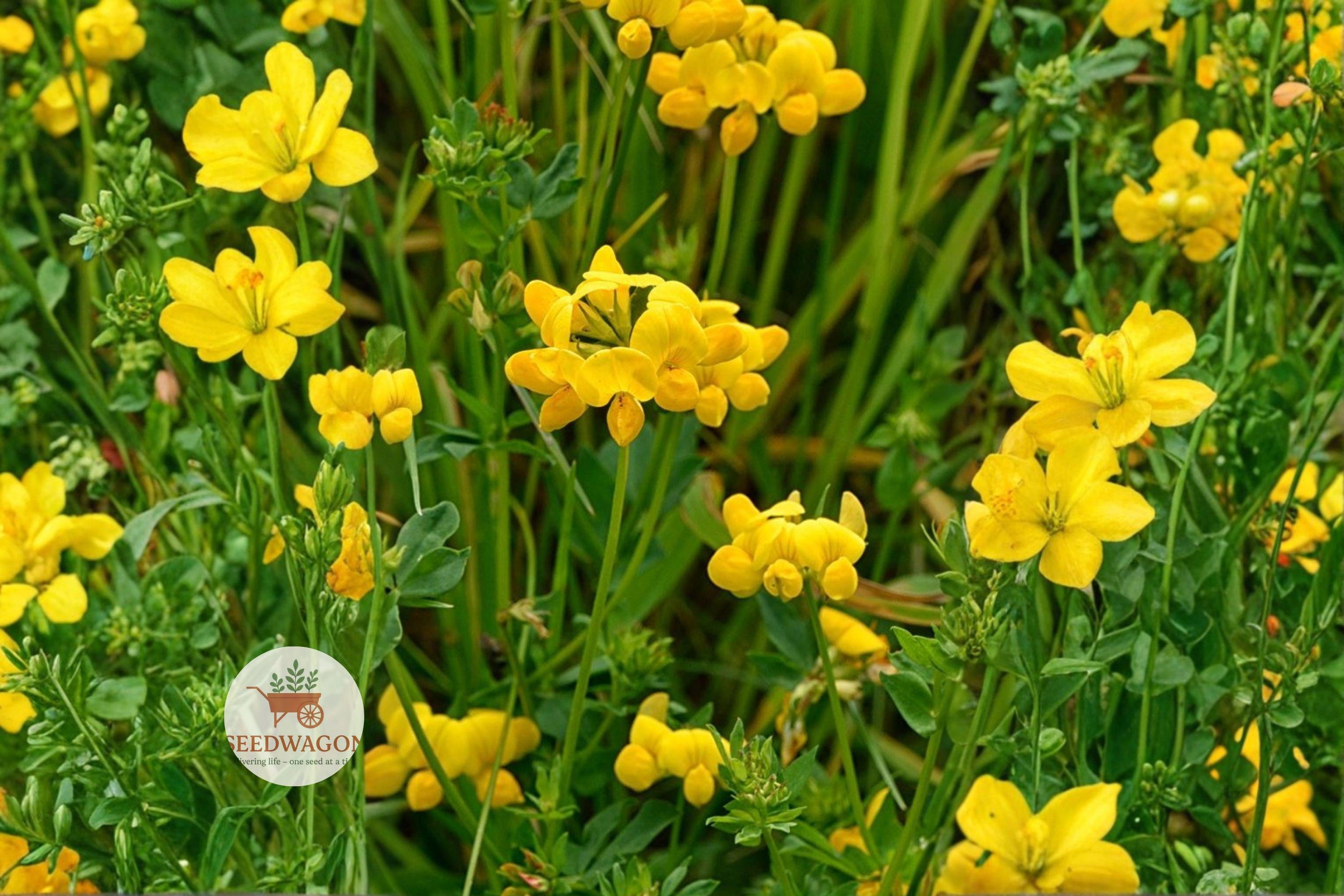 Bird's Foot Trefoil Seeds – Lotus corniculatus Yellow Pollinator Ground Cover, Perennial Flowering Legume, 100 Seeds