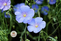 Perennial Blue Flax Seeds 100 | Linum perenne Wildflower for Pollinator Gardens & Meadows