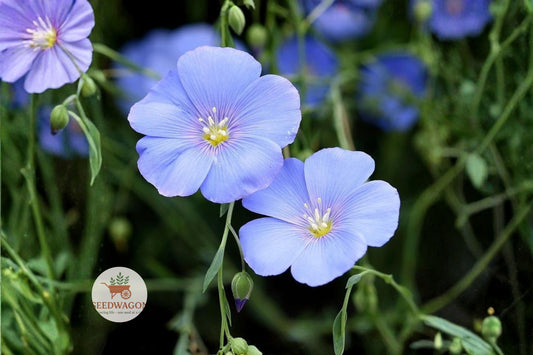 Perennial Blue Flax Seeds 100 | Linum perenne Wildflower for Pollinator Gardens & Meadows