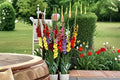 Mixed Gladiolus Bulbs – Flowering Plant, Colorful Blooms, Gladiolus spp. for Garden Beds & Borders