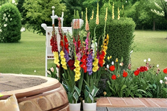 Mixed Gladiolus Bulbs – Flowering Plant, Colorful Blooms, Gladiolus spp. for Garden Beds & Borders