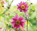 Japanese Anemone Pamina Bare Root Plant – Pink Yellow Blooms, Perennial, Zone 4-8, Shade Garden, Cottage Garden, Cut Flower