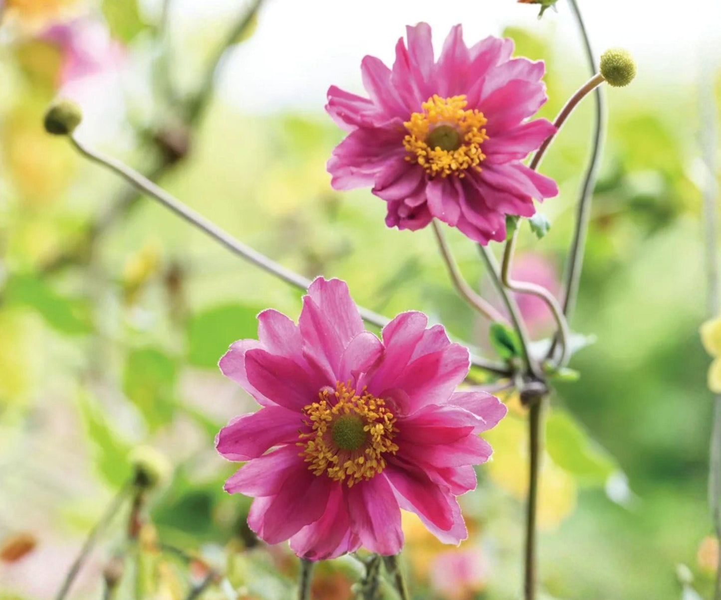 Japanese Anemone Pamina Bare Root Plant – Pink Yellow Blooms, Perennial, Zone 4-8, Shade Garden, Cottage Garden, Cut Flower