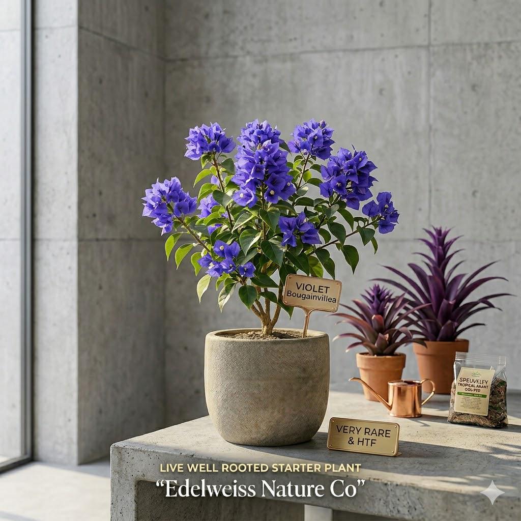 Violet Bougainvillea Starter Plant | Rare Purple Tropical Flowering Vine | Exotic Ornamental Garden Plant