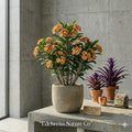 Golden Bell Crown of Thorns Starter Plant | Euphorbia milii Flowering Succulent with Yellow Blooms for Indoor & Patio Gardens