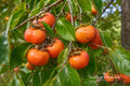 American Persimmon Bare Root Plant – Diospyros virginiana – Edible Fruit Tree, Native North American, 18+ Inches