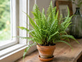 Hay-Scented Fern Bare Root Clump | Native Perennial Fern for Shade Gardens | Dennstaedtia punctilobula