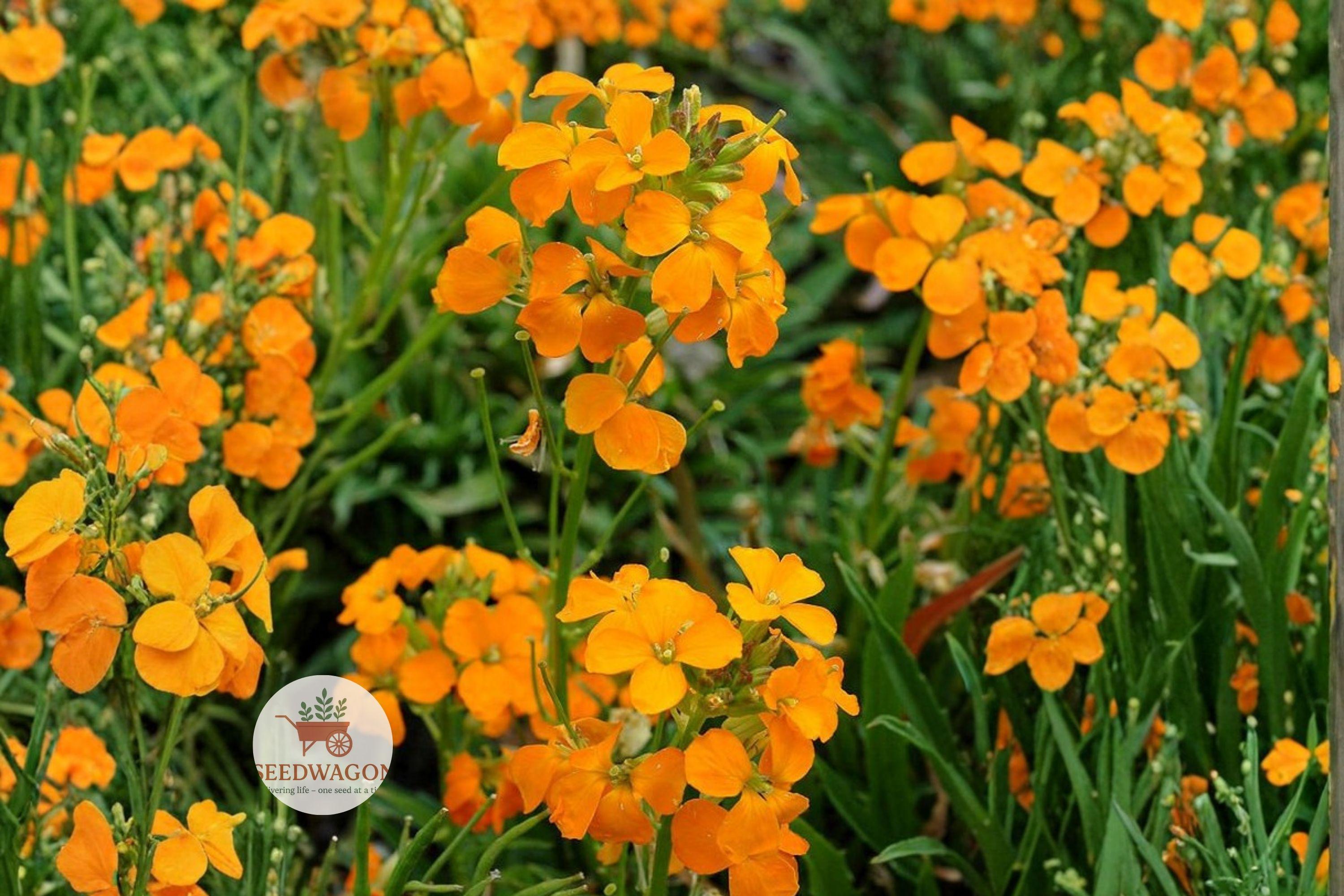 Siberian Wallflower Seeds 100 – Erysimum allionii Bright Orange Flower Seeds for Pollinator Gardens & Borders