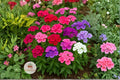 Annual Phlox Seeds 100 – Phlox drummondii Colorful Wildflower Pollinator Garden Seeds