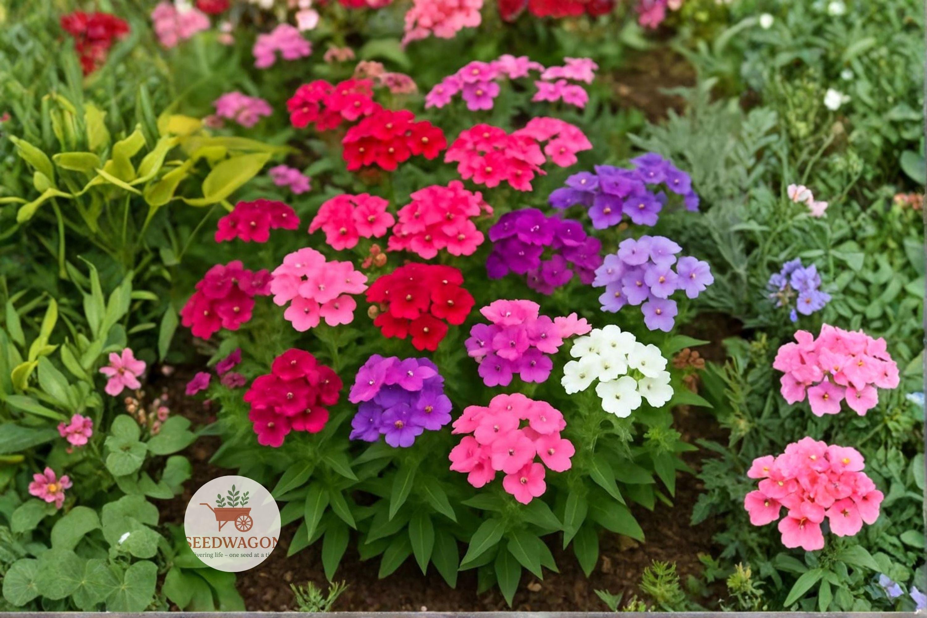 Annual Phlox Seeds 100 – Phlox drummondii Colorful Wildflower Pollinator Garden Seeds