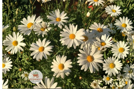 Oxeye Daisy Seeds 100 – Leucanthemum vulgare Wildflower Pollinator Garden Plant for Bees & Butterflies
