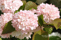Mary Milton Japanese Snowball Shrub – Pink Blooms, Bare Root Plant, Viburnum plicatum 'Mary Milton'