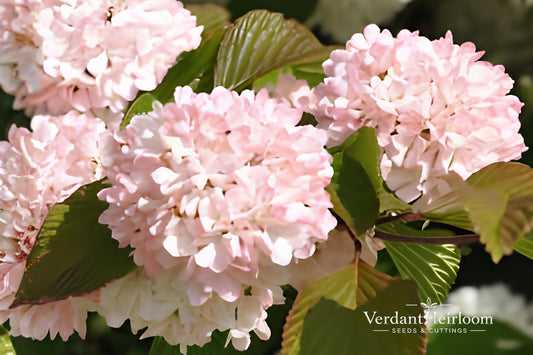 Mary Milton Japanese Snowball Shrub – Pink Blooms, Bare Root Plant, Viburnum plicatum 'Mary Milton'