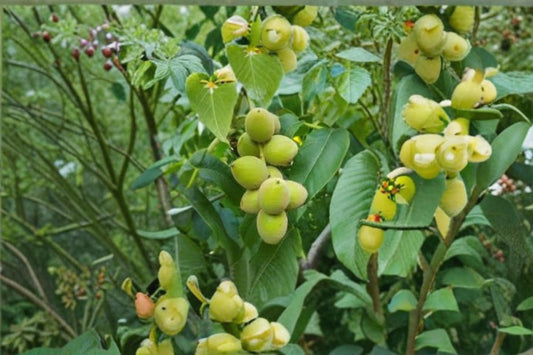 Heartnut Tree Seeds – Juglans ailantifolia var. cordiformis – Nut Tree for Outdoor Planting, Edible Brown Nuts