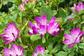 Chinese Milk Vetch Seeds – Astragalus sinicus, Cover Crop, Ground Cover, Flowering Herb, 500 Seeds