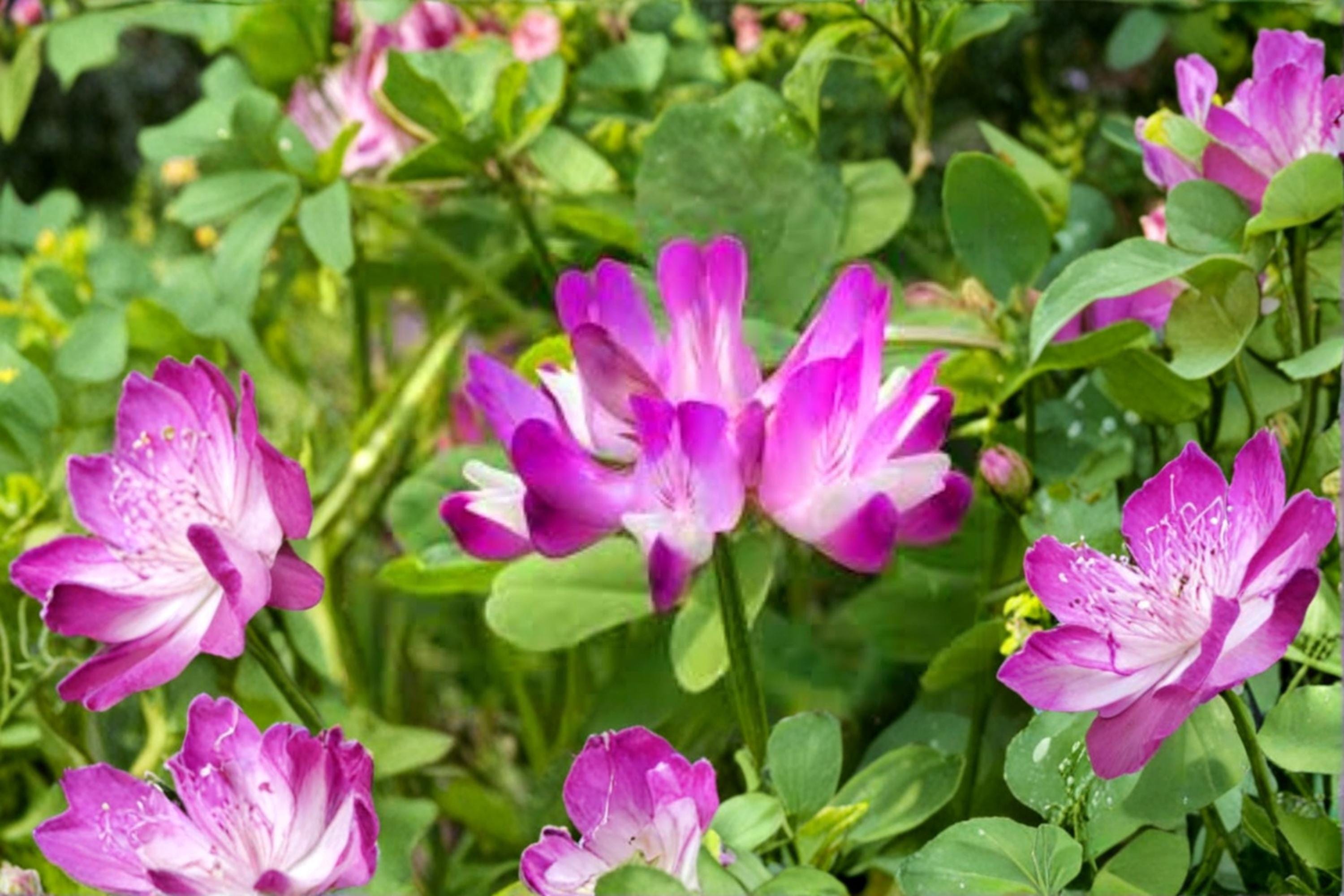 Chinese Milk Vetch Seeds – Astragalus sinicus, Cover Crop, Ground Cover, Flowering Herb, 500 Seeds