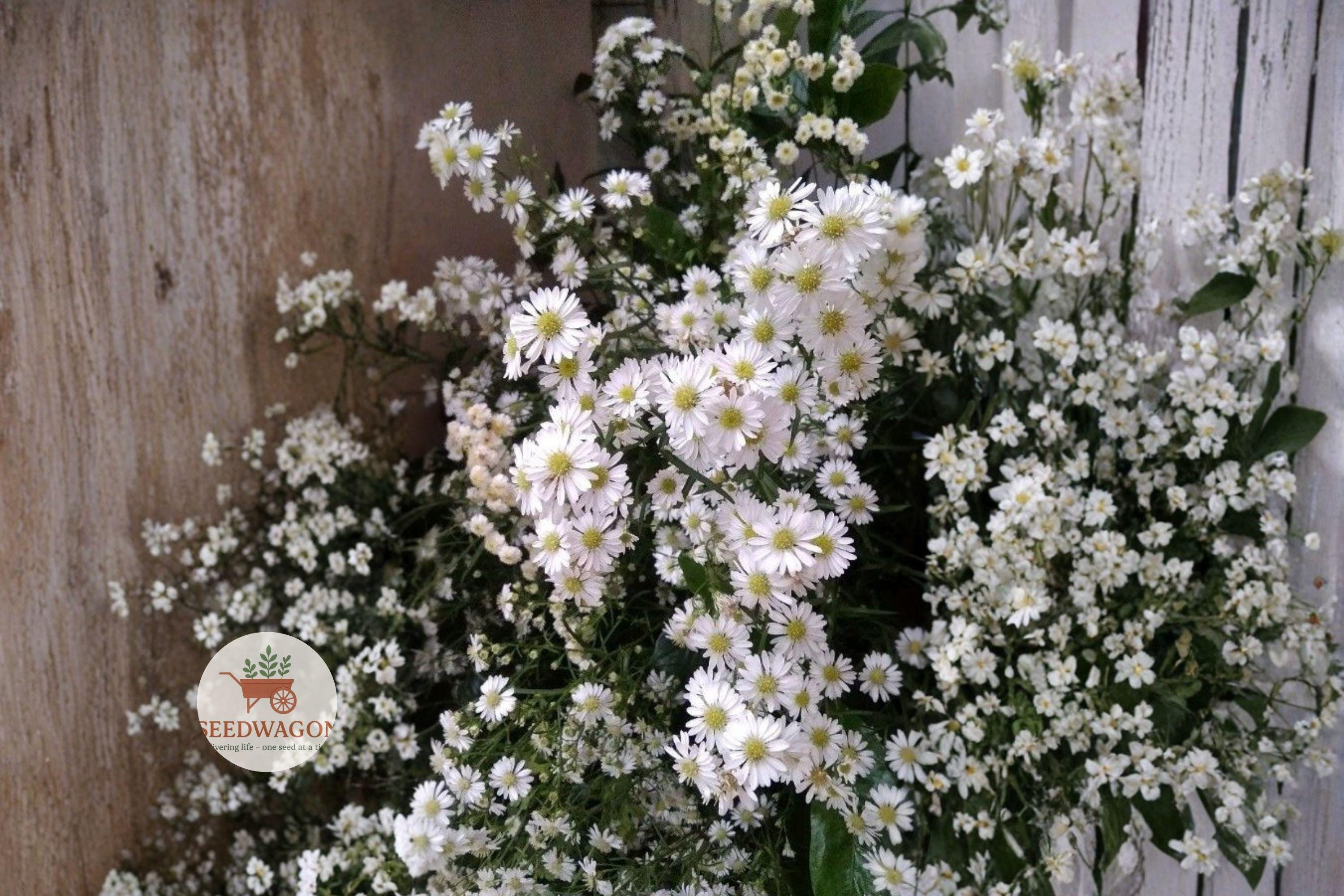 Heath Aster Seeds 100 – Symphyotrichum pilosum White Native Pollinator Wildflower for Meadow & Prairie Gardens