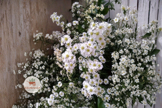 Heath Aster Seeds 100 – Symphyotrichum pilosum White Native Pollinator Wildflower for Meadow & Prairie Gardens