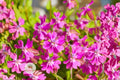 Nodding Catchfly Seeds, Pink Flowering Annual, Silene pendula, Trailing, Pollinator-Friendly, 100 Seeds