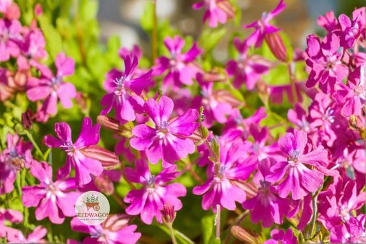 Nodding Catchfly Seeds, Pink Flowering Annual, Silene pendula, Trailing, Pollinator-Friendly, 100 Seeds