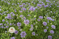 Wild Bergamot Seeds 100 Monarda fistulosa Native Pollinator Wildflower for Butterfly Garden & Prairie Restoration
