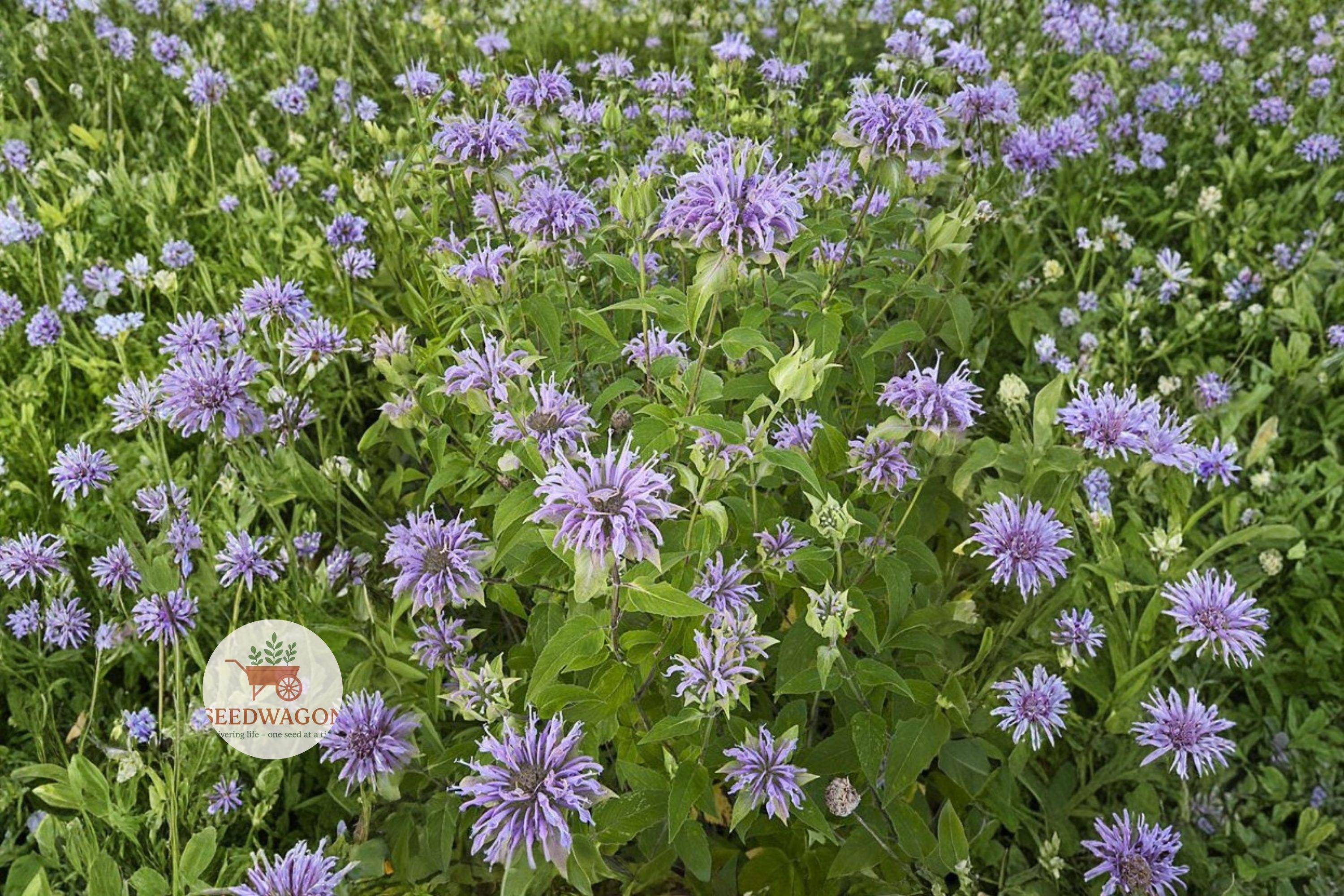 Wild Bergamot Seeds 100 Monarda fistulosa Native Pollinator Wildflower for Butterfly Garden & Prairie Restoration