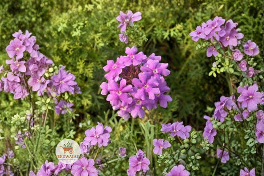 Moss Verbena Seeds - Purple Groundcover Flower, Pollinator Friendly, Drought Tolerant, Verbena tenuisecta, 100 Seeds