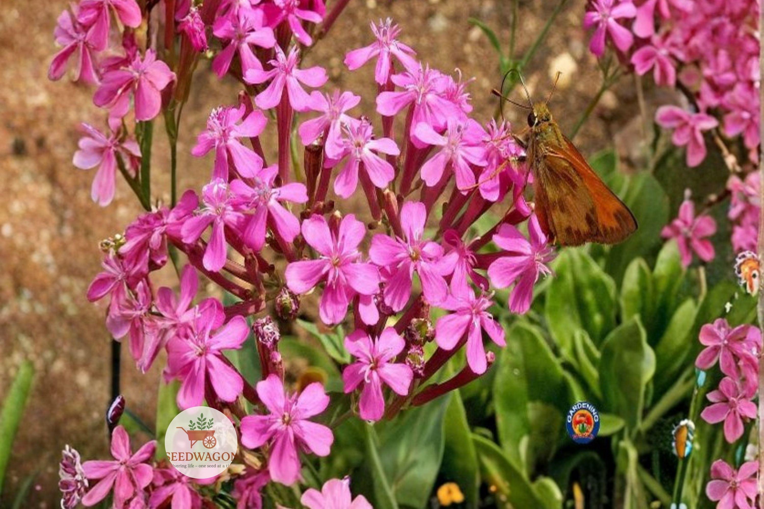 None So Pretty Catchfly Seeds - Silene armeria Pink Wildflower, Annual Flower for Gardens, Borders, Pollinator & Cut Flower Plant