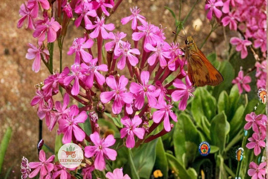 None So Pretty Catchfly Seeds - Silene armeria Pink Wildflower, Annual Flower for Gardens, Borders, Pollinator & Cut Flower Plant