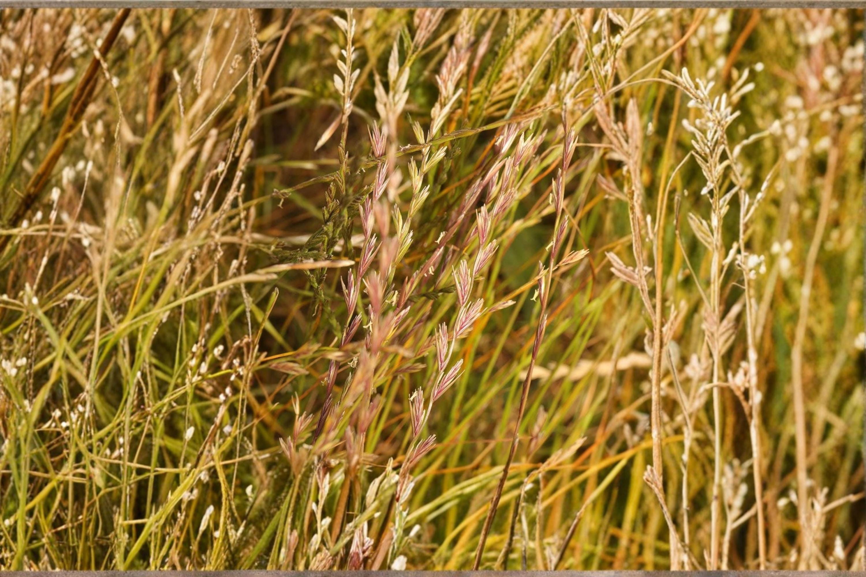 Annual Ryegrass Seeds – Lolium multiflorum for Lawn & Ground Cover, Cool-Season Grass, Fast Germination
