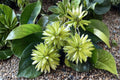 Camptotheca Tree Seeds – Deciduous Landscape Tree for Outdoor Planting – Camptotheca acuminata