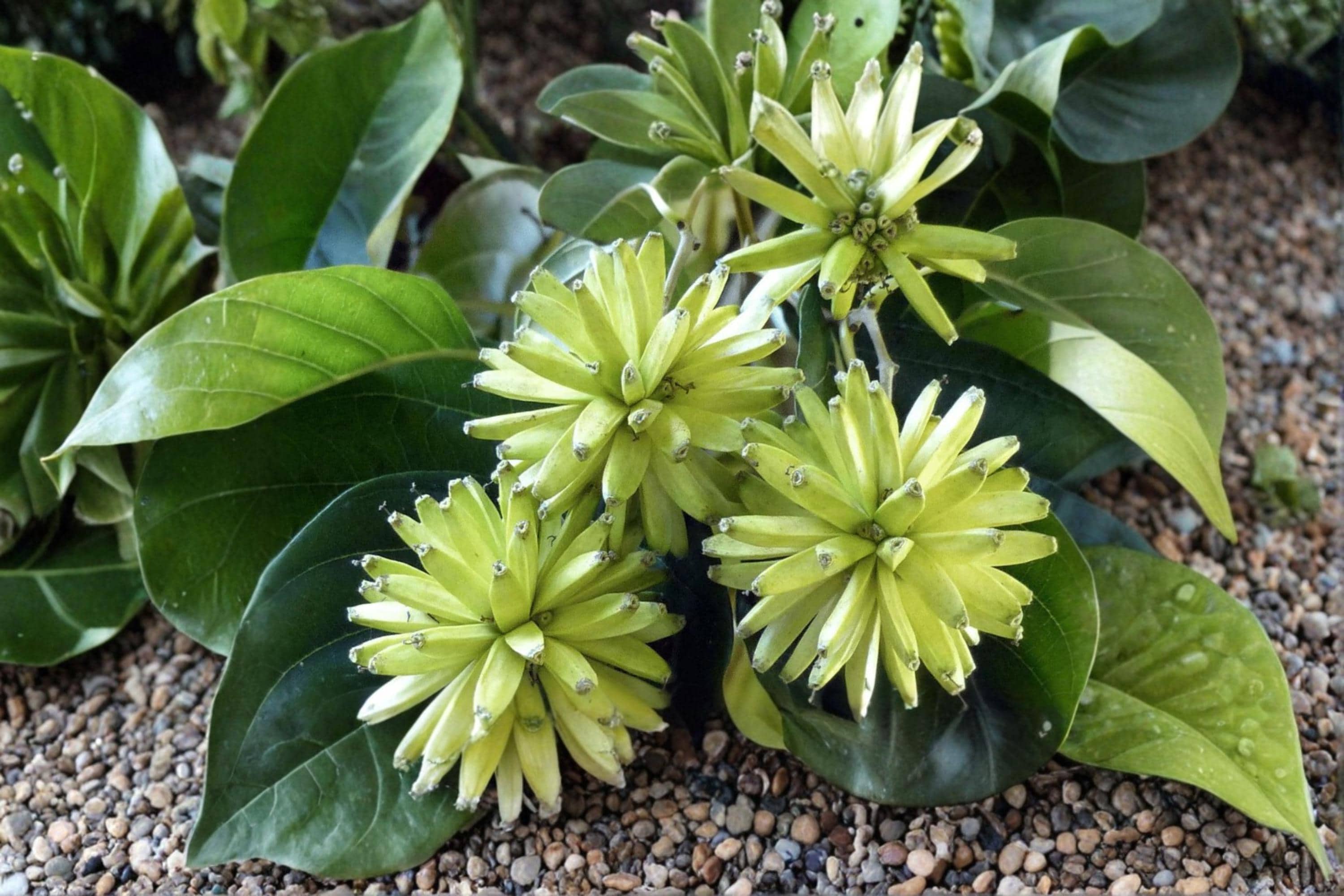 Camptotheca Tree Seeds – Deciduous Landscape Tree for Outdoor Planting – Camptotheca acuminata