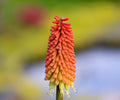 Kniphofia Nancy's Red Root Division – Coral Red Torch Lily Flowers, Summer Blooming Perennial, Pollinator-Friendly, Dwarf Herbaceous Plant