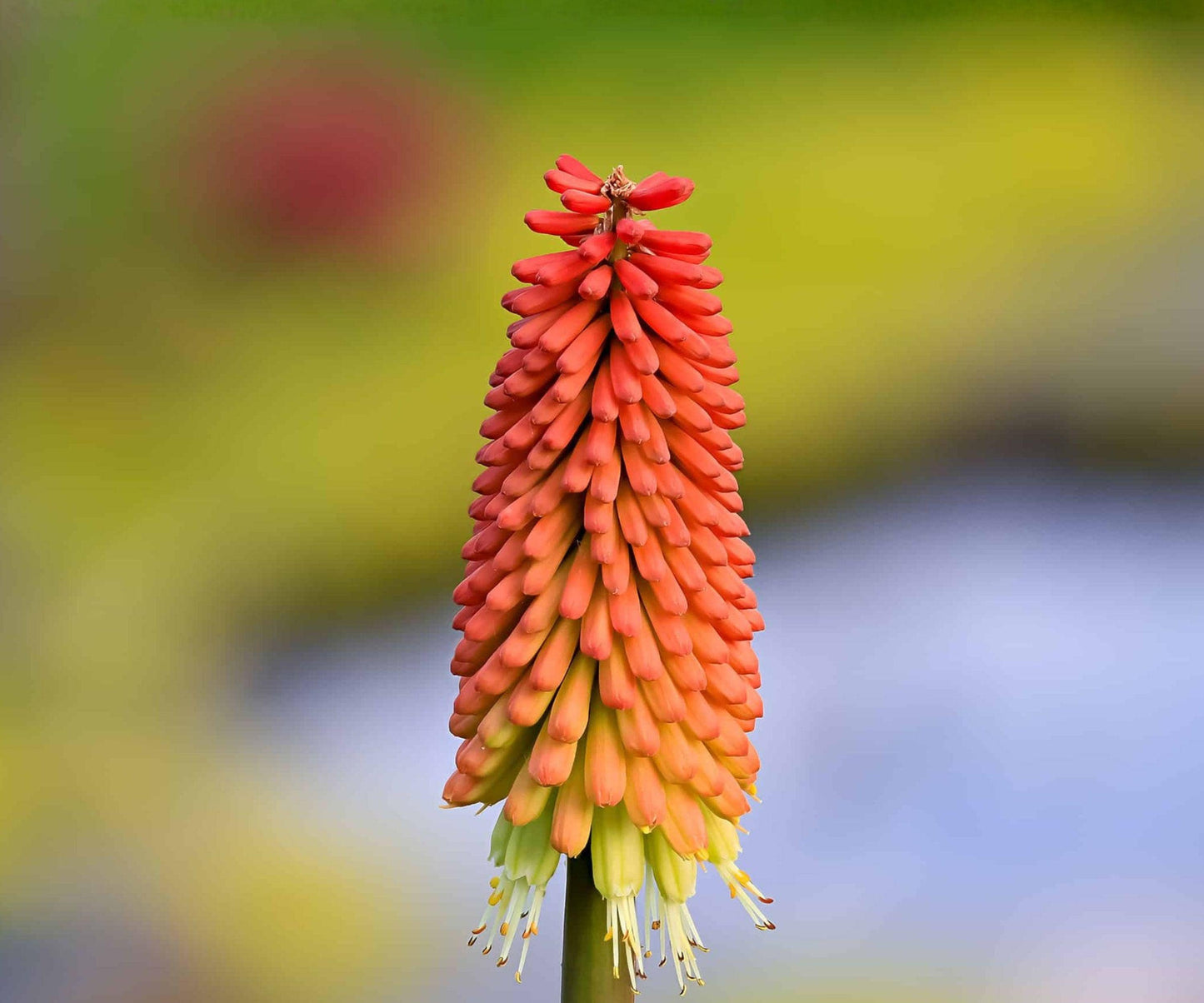 Kniphofia Nancy's Red Root Division – Coral Red Torch Lily Flowers, Summer Blooming Perennial, Pollinator-Friendly, Dwarf Herbaceous Plant