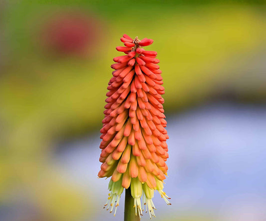Kniphofia Nancy's Red Root Division – Coral Red Torch Lily Flowers, Summer Blooming Perennial, Pollinator-Friendly, Dwarf Herbaceous Plant