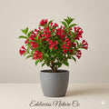 Red Weigela florida Bare Root Shrub | Flowering Ornamental Bush for Pollinator Gardens
