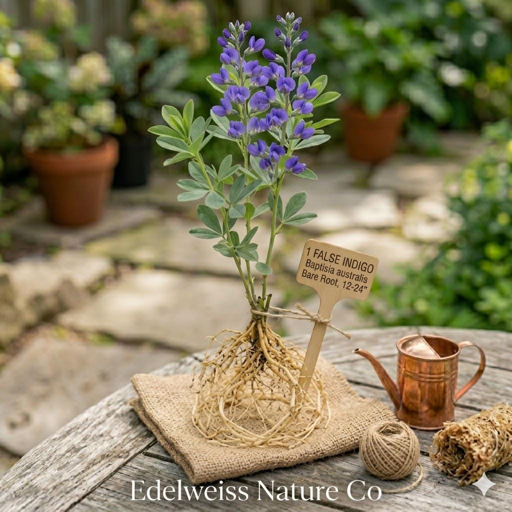 False Indigo Bare Root Plants | Baptisia Perennial Wildflowers | Native Pollinator Garden Plants