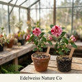 Camellia japonica LA Peppermint Bicolor Evergreen Flowering Shrub Live Starter Plant