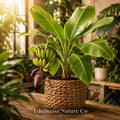 Truly Tiny Banana Plants | Dwarf Musa acuminata Edible Tropical Starter 3-Pack for Containers & Small Gardens