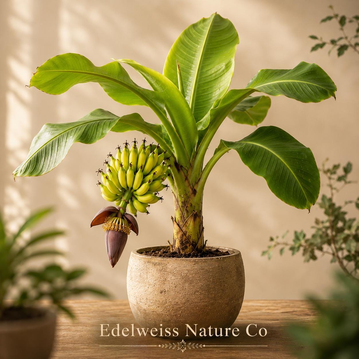 Gros Michel Banana Plants | Live Tropical Edible Fruit Starter Trees | Musa spp.