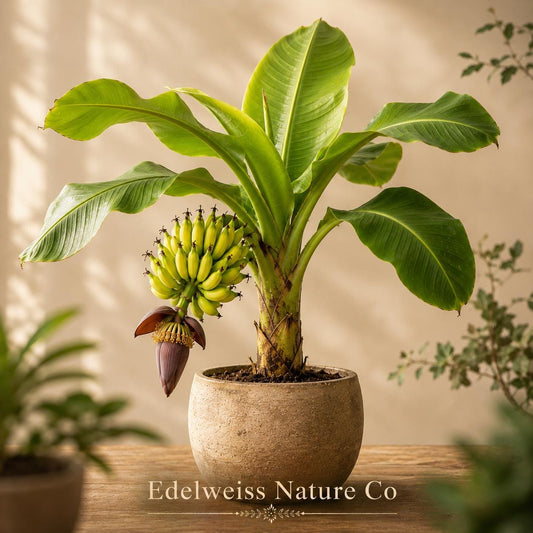 Gros Michel Banana Plants | Live Tropical Edible Fruit Starter Trees | Musa spp.