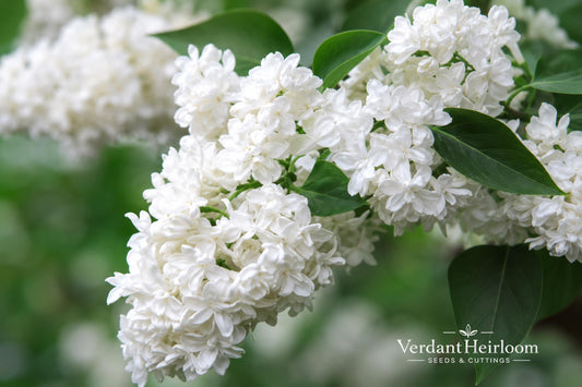 Madame Lemoine Lilac Shrub – Fragrant Double White Flowers – Syringa vulgaris – Live Starter Plant, Deciduous Garden Shrub