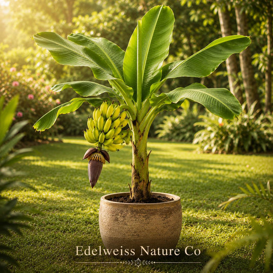 Lakatan Banana Tree Starter Plant | Musa acuminata Edible Tropical Fruit Plant | Live Banana Plant for Garden & Container