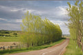 Austree Willow Cuttings – Salix spp. – Deciduous Fast-Growing Tree for Landscaping and Screening